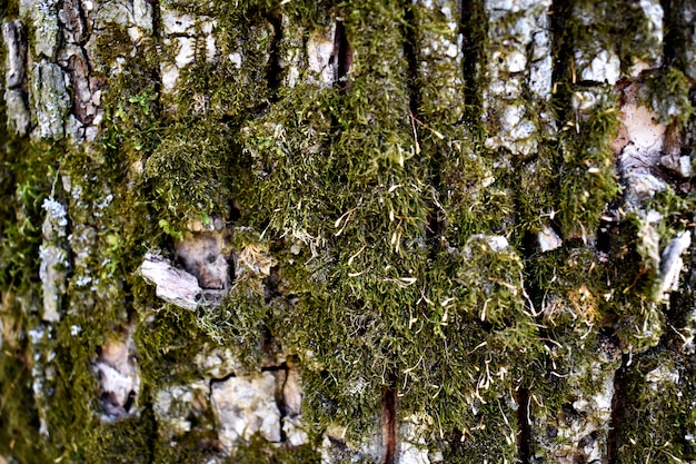 Mossy Tree Texture