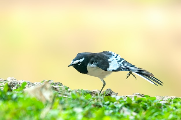 Motacilla pezzata che ha un allungamento in pascolo