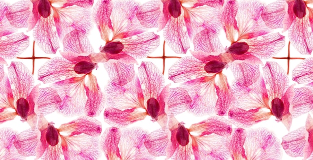 Motivo a fiori di orchidea naturale traslucido Erbario da pianta o fiore di foglia pressata ed essiccata su sfondo bianco piatto