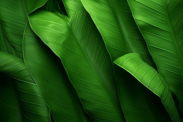 Motivo a foglie di banana in verde lussureggiante