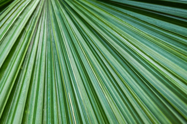 Motivo a forma di lama verde foglia di palma