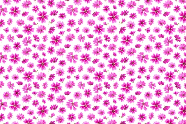 Motivo di fiori rosa su sfondo bianco come sfondo o texture Carta da parati primavera estate per il tuo design Vista dall'alto Posa piatta