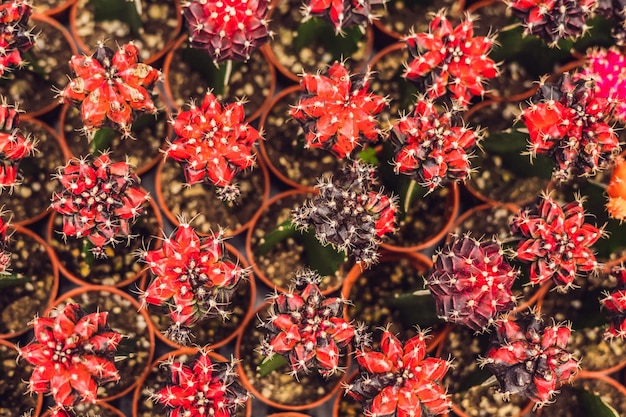 Motivo di sfondo del cactus. Piccoli cactus in vaso