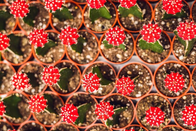 Motivo di sfondo del cactus. Piccoli cactus in vaso