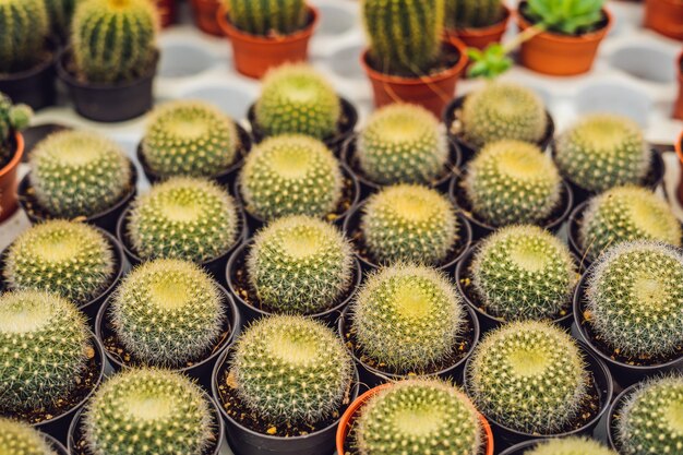 Motivo di sfondo del cactus. Piccoli cactus in vaso