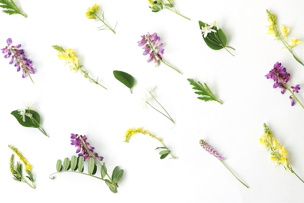 motivo di sfondo primaverile di fiori di campo su sfondo bianco