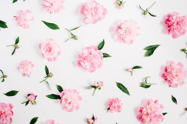 Motivo floreale di fiori di peonia rosa, rami, foglie e petali su bianco