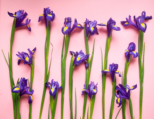 Motivo floreale di fiori gialli, su uno sfondo rosa, fiori modello