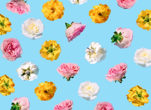 Motivo realizzato con fiori di rosa rosa pastello su sfondo blu Concetto minimo di primavera Idea dell'8 marzo