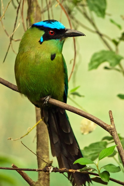 Motmot dalla corona blu