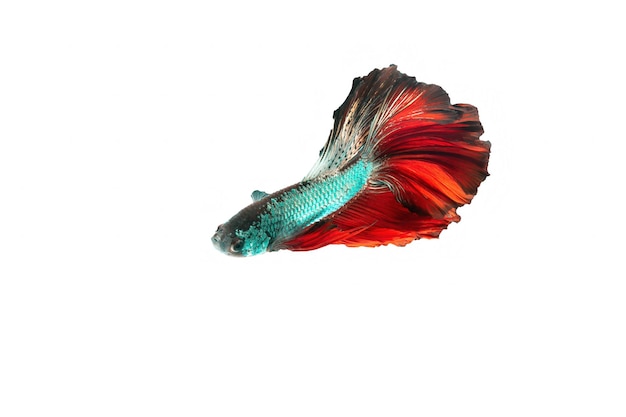 moto di betta pesce