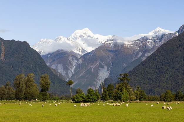 Mount Cook Mount Tasman Alpi meridionali della Nuova Zelanda