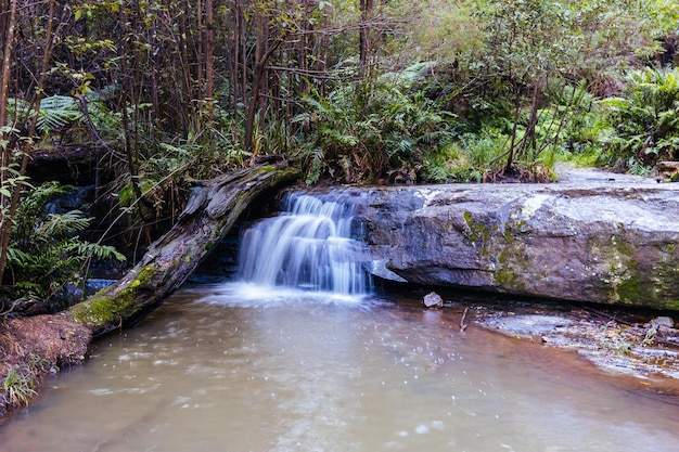 Mount Sugarloaf Ridge Track vicino a Mason Falls nel Kinglake National Park in una fresca giornata d'autunno a Melbourne Victoria Australia