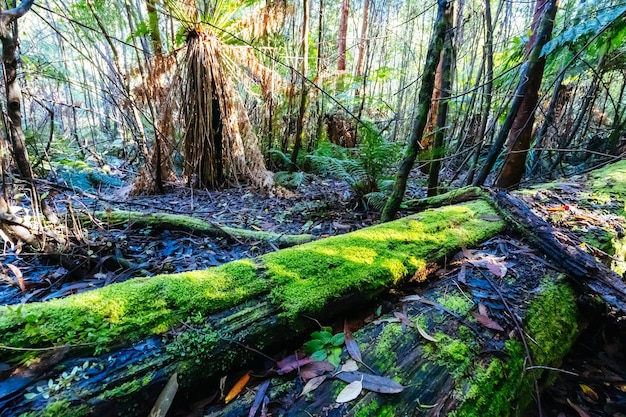 Mount Sugarloaf Ridge Track vicino a Masons Falls nel Kinglake National Park in una fresca giornata d'autunno a Melbourne Victoria Australia