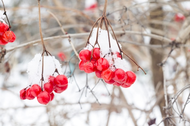 Mountain Ash nella neve