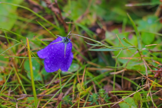 Mountain Harebell con gocce di pioggia da una doccia a pioggia estiva