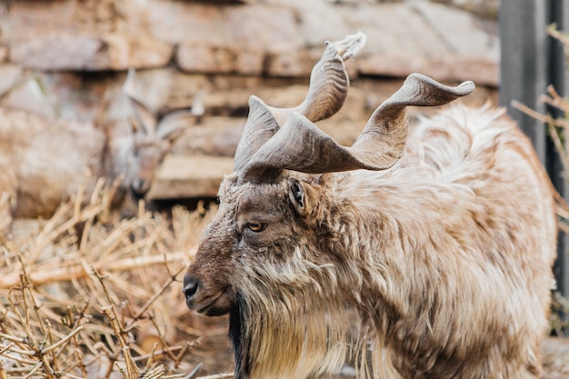 Mountain Horned Goat allo Zoo