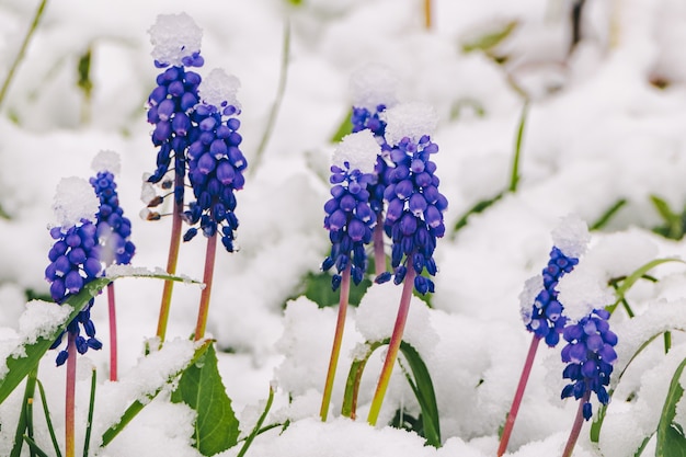 Mouscari fiore blu sotto la neve, primo piano.