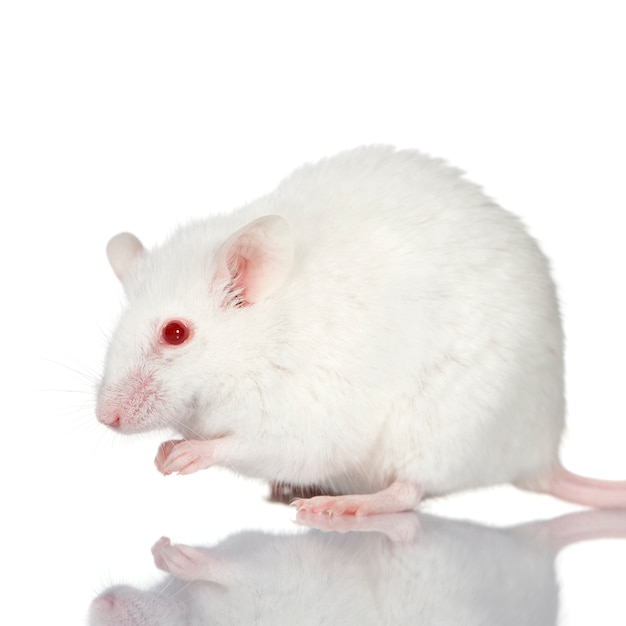 Mouse bianco di fronte su un bianco isolato