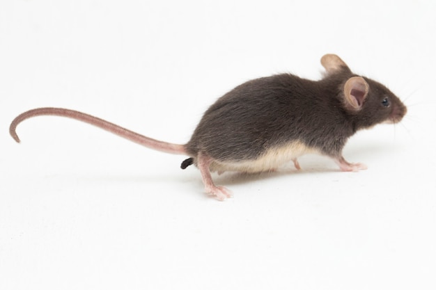 Mouse nero comune della casa isolato