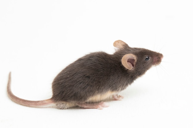 Mouse nero comune della casa isolato