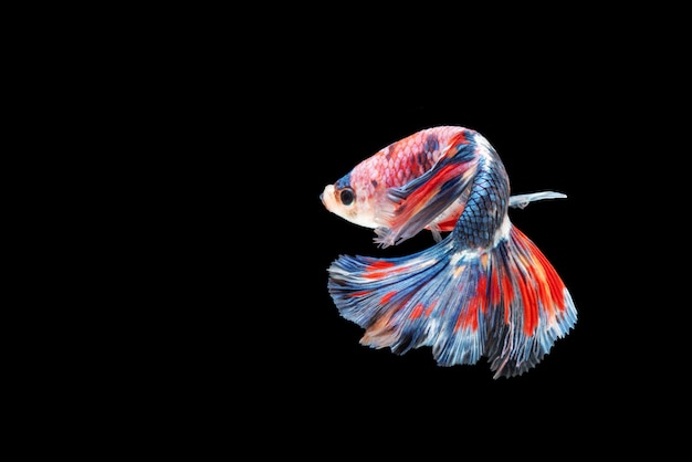 Movimento del pesce Betta, pesce combattente siamese