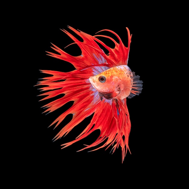 Movimento di coda rossa pesce Betta, pesce combattente siamese, betta splendens