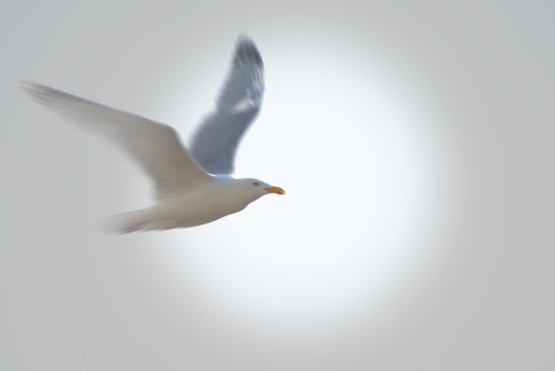 movimento di un uccello in volo