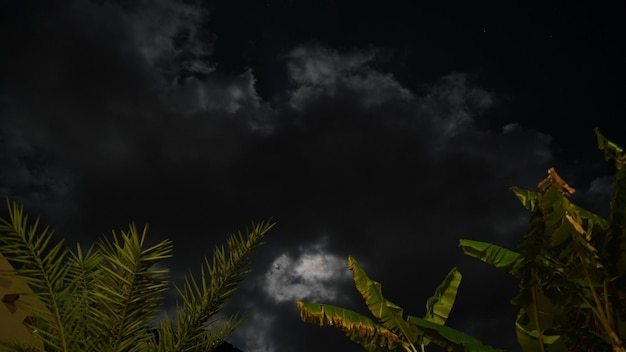 Movimento notturno di lasso di tempo di stelle e luna su uno sfondo di palme.