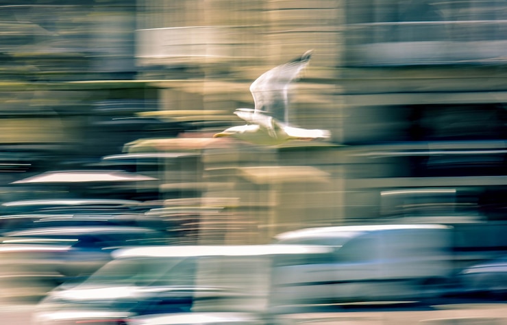 Foto movimento sfocato del gabbiano in aria