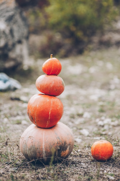 Mr. Pumpkin è eccezionale nel suo campo