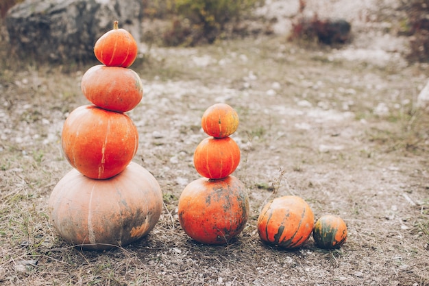 Mr. Pumpkin è eccezionale nel suo campo