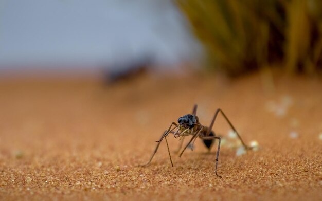 Mravenec buldoci Myrmecia pyriformis