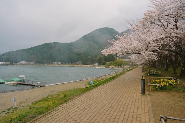 Mt Fuji e Cherry Blossom al lago Kawaguchiko