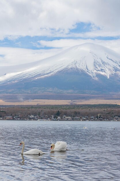 Mt fuji in mattinata al lago yamanaka con il cigno Yamanakako Giappone