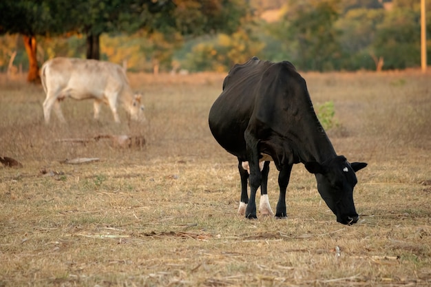 Mucca adulta in una fattoria brasiliana con messa a fuoco selettiva