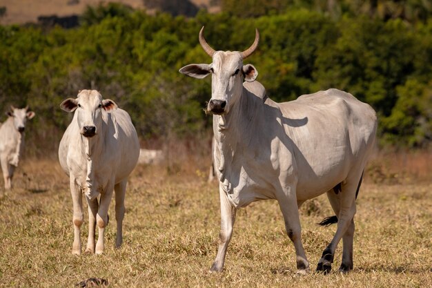 Mucca adulta in una fattoria brasiliana con messa a fuoco selettiva