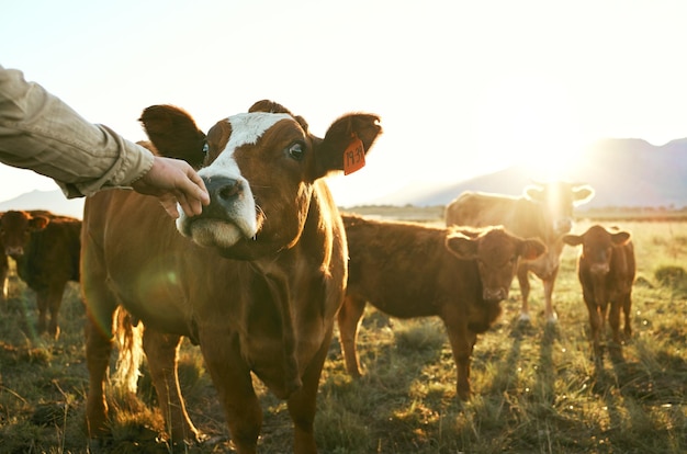 Mucca agricola e cura con la mano dell'agricoltore per la sostenibilità produzione di latte e natura in campagna Nutrizione dell'erba e bovini con animali in campo agricolo per l'ecologia bestiame e salute