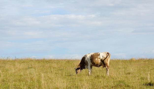 Mucca al pascolo che mangia erba.