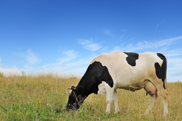 Mucca al pascolo che mangia erba