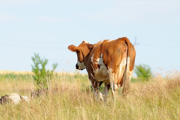 Mucca al pascolo che mangia erba.