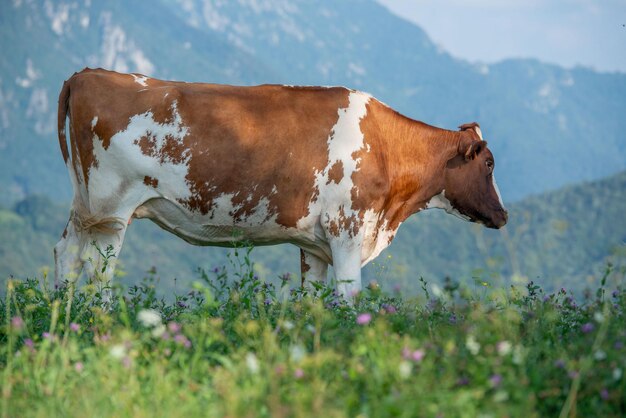 Mucca al pascolo in alpeggio