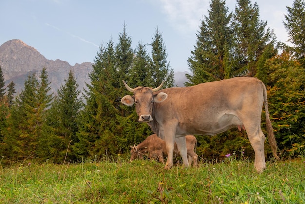 Mucca al pascolo in montagna