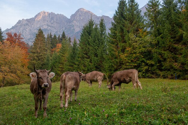 Mucca al pascolo in montagna