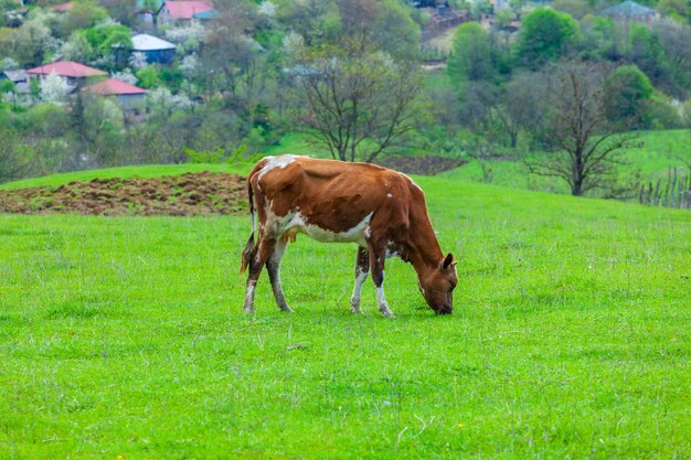 Mucca al pascolo in natura, agricoltura