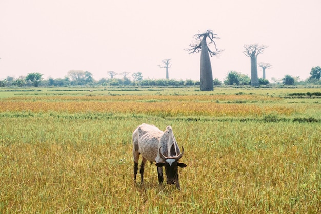 Mucca al pascolo nei campi vicino alla passeggiata del Baobab in Madagascar