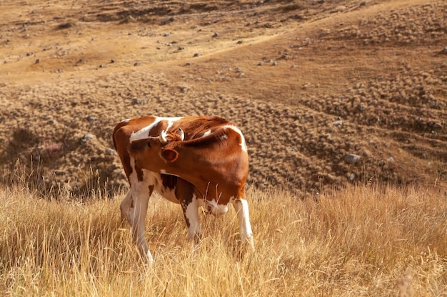 Mucca al pascolo nel campo