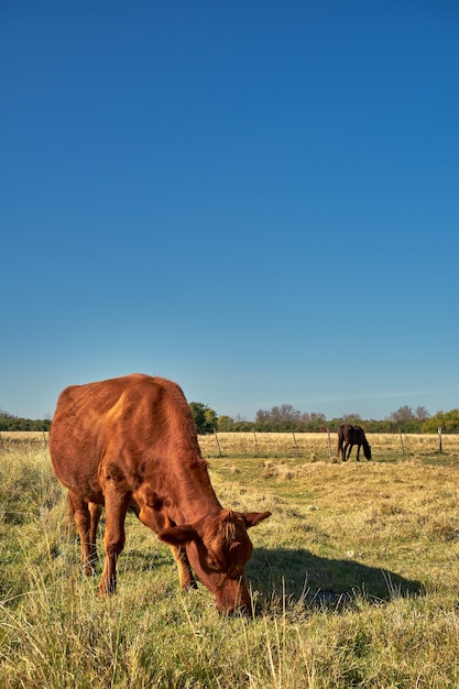 Mucca al pascolo nel prato sotto il cielo azzurro