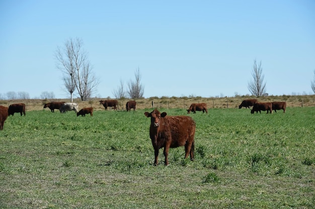 Mucca al pascolo nella campagna della pampa La Pampa Argentina