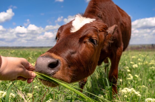 Mucca al pascolo su un campo con erba verde e cielo blu, piccolo vitello marrone